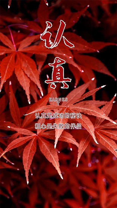 认真红枫叶植物心语