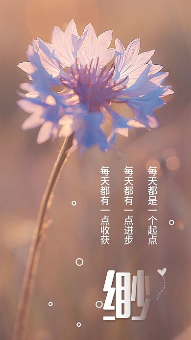 夕阳下的花朵心语心情