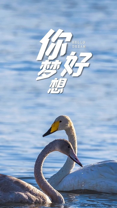 手机海报天鹅湖水湖面水波