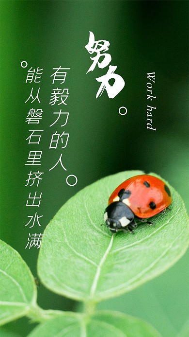 昆虫瓢虫七星瓢虫植物叶子