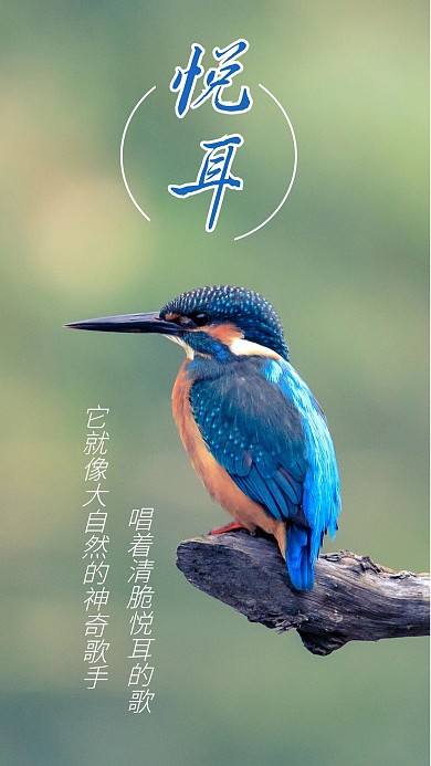 翠鸟小鸟手机海报