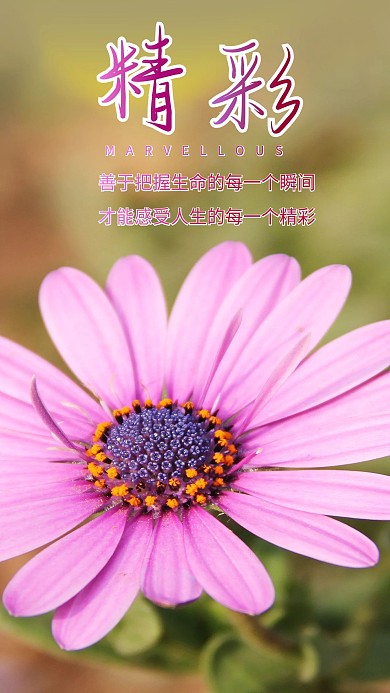 精彩人生感悟花心语