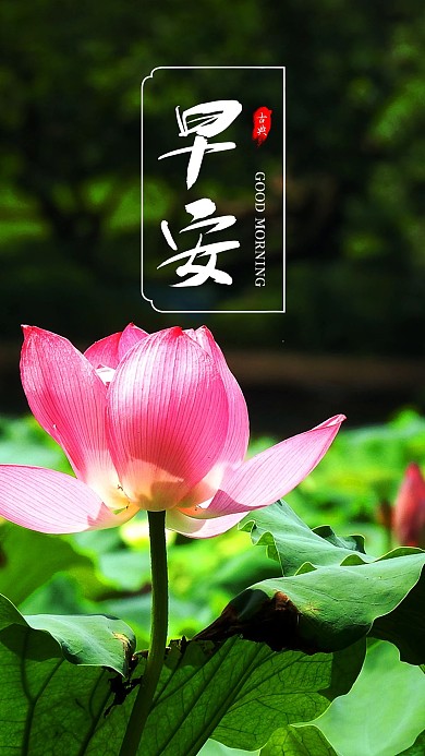 荷花荷叶绿色清新植物池塘手机海报