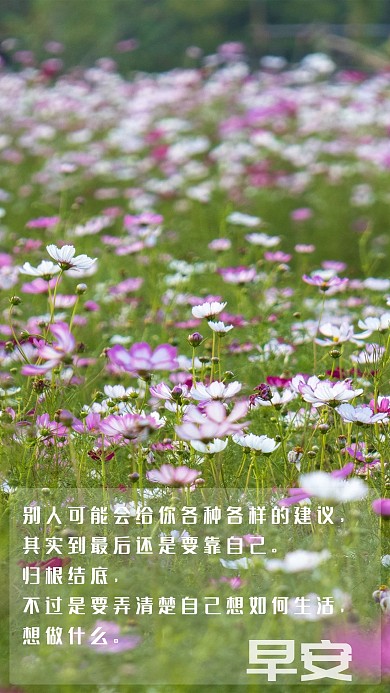 早安日签心情心语过自己的生活格桑花海背景