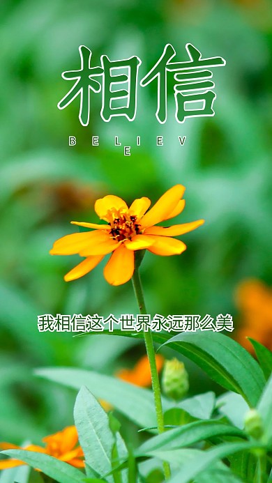 相信清新植物花草