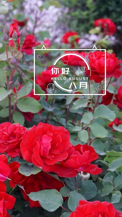 你好八月只为你而盛开