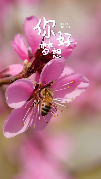 手机海报鲜花蜜蜂桃花粉红花儿