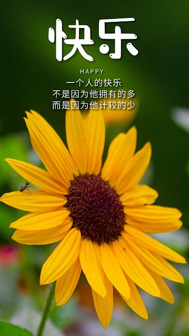 快乐植物鲜花清新