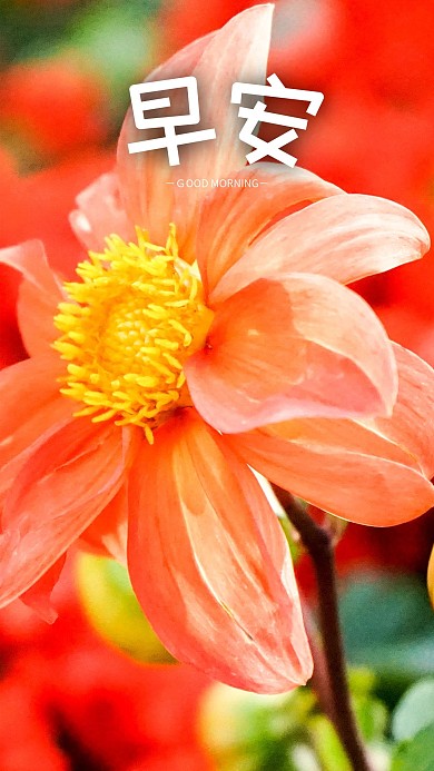 手机海报花儿心情心语