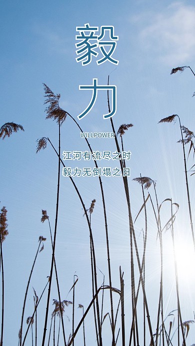 蓝天芦苇夕阳美景