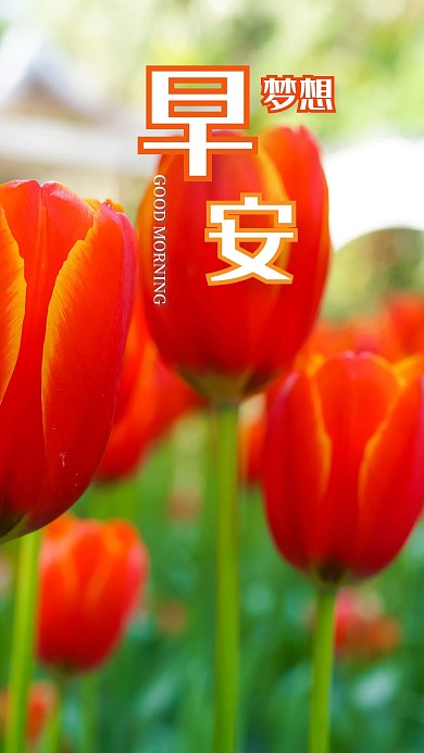 手机海报花美丽早安梦想