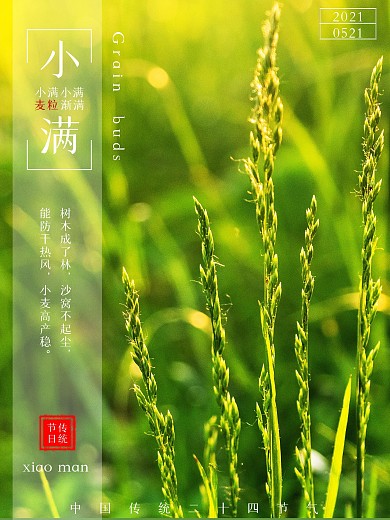 二十四节气之小满节气宣传海报绿色海报小麦