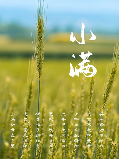 小满传统节日二十四节气海报夏天夏季