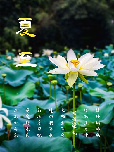 夏至传统节日二十四节气海报夏天夏季