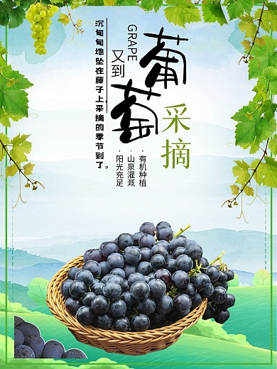 秋季葡萄应季水果摄影图合成宣传海报