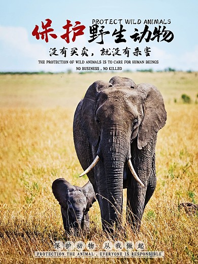 保护野生动物公益宣传海报