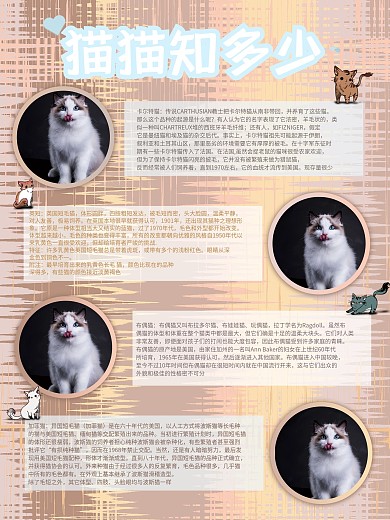 宠物店宠物介绍海报猫咪可爱知识