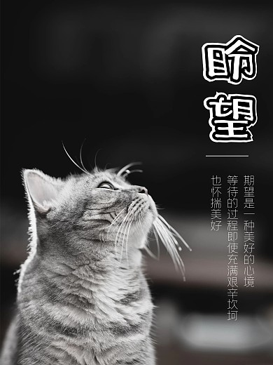 盼望期盼期望希望等待猫咪黑白怀旧海报