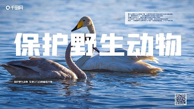 保护野生动物展板新疆天鹅湖边公益爱护呼吁