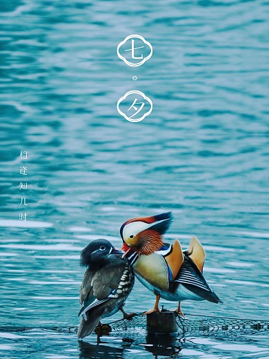 七夕鸳鸯摄影合成图