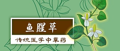 手绘传统中医中草药鱼腥草公众号封面