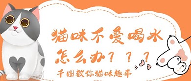 简约猫咪健康技巧