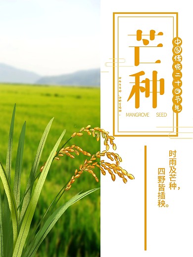 中国传统二十四节气芒种稻谷