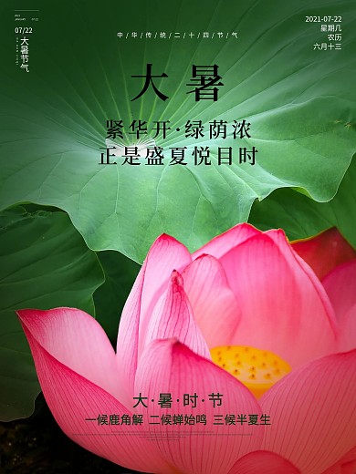 二十四气节夏天大暑荷花荷叶字体排版海报