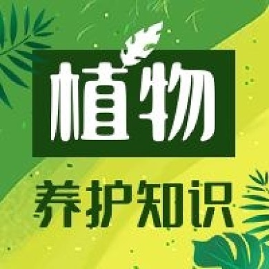 公众号次图绿色背景手绘叶子植物养护生活