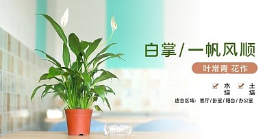 白掌绿植盆景盆栽日用花盆海报手机端