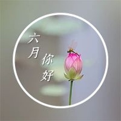 六月你好夏天夏季夏日蜻蜓荷花莲花封面
