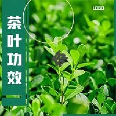 简约清新茶叶功效