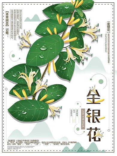 平面海报原创本草纲目金银花宣传促销手绘风