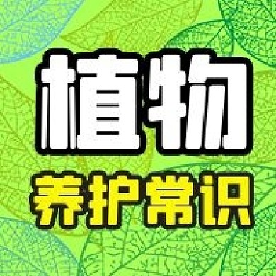 公众号次图清新绿色叶子植物养护常识