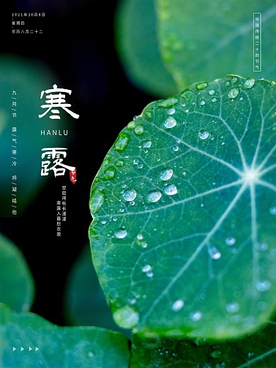 原创二十四节气寒露海报露珠荷叶