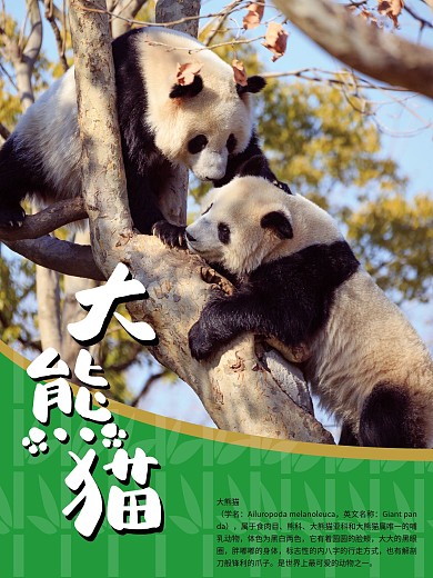 简洁熊猫竹子公益海报