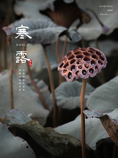 原创二十四节气寒露海报荷叶莲蓬