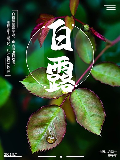 白露节日简约海报
