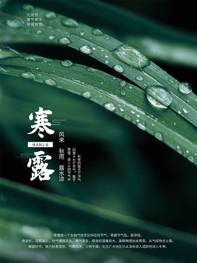 寒露海报绿色简约节气海报宣传海报