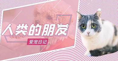 粉色简约线条宠物喵海报banner