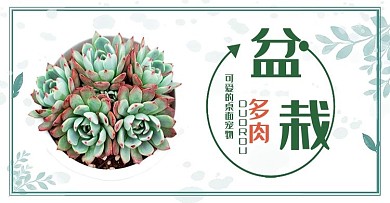 多肉banner图片