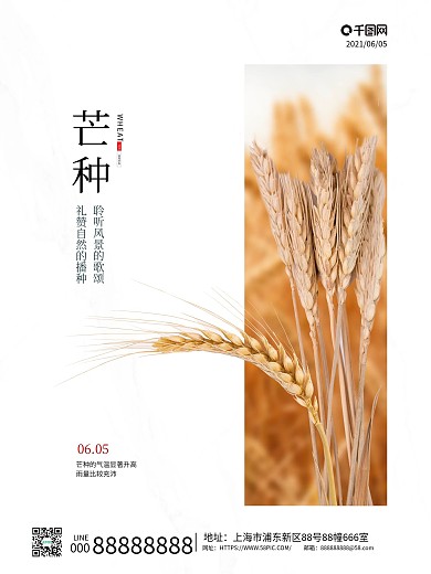 白色简约创意小麦传统二十四节气芒种海报