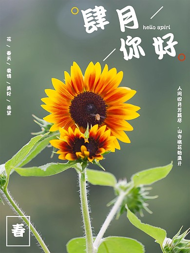 肆月你好向日葵海报