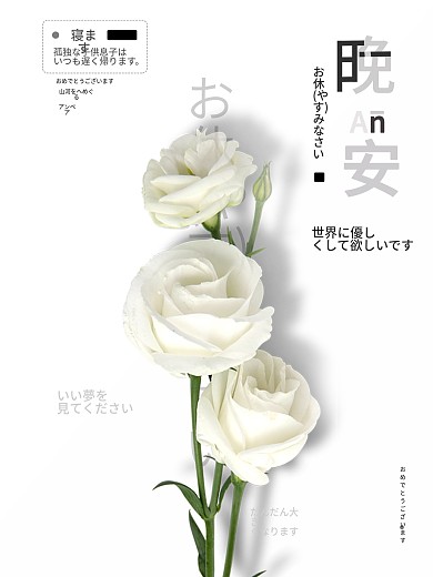 晚安图简约白玫瑰