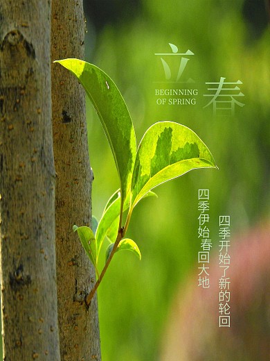 绿色立春节日海报