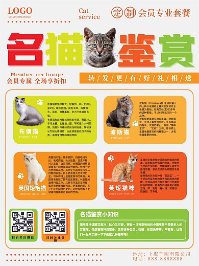 名猫鉴赏简单海报一