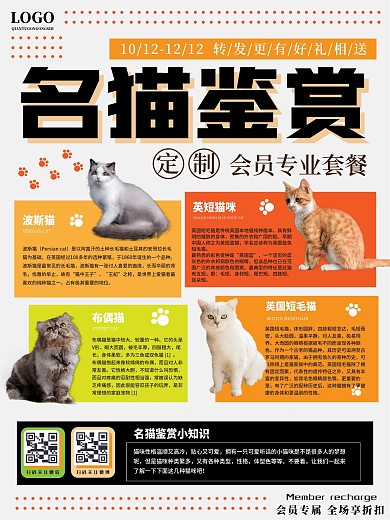 名猫鉴赏海报啊四