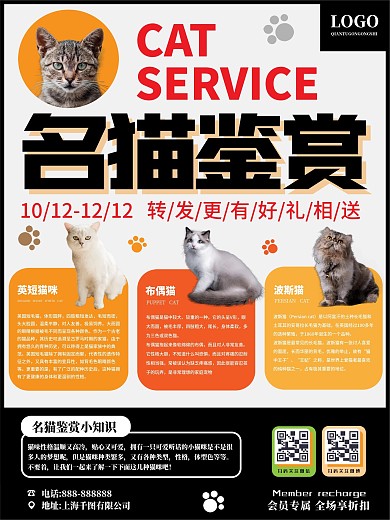 名猫鉴赏海报啊4