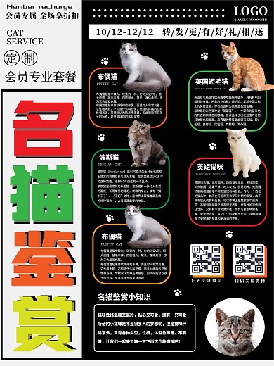 名猫鉴赏简约海报三