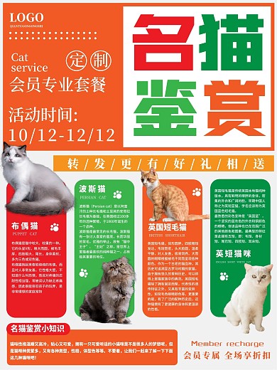 名猫鉴赏简单海报二